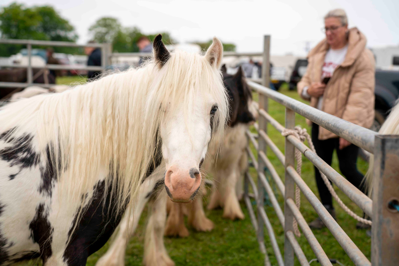 Gypsy Horse Fair